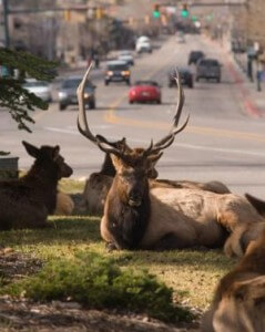 "Elk in Estes Park"