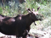 Poudre Moose