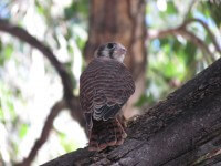 Hawk on the Poudre