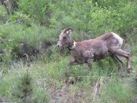 Big Horn Sheep