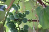 Ten Bears Winery Grapes Upclose